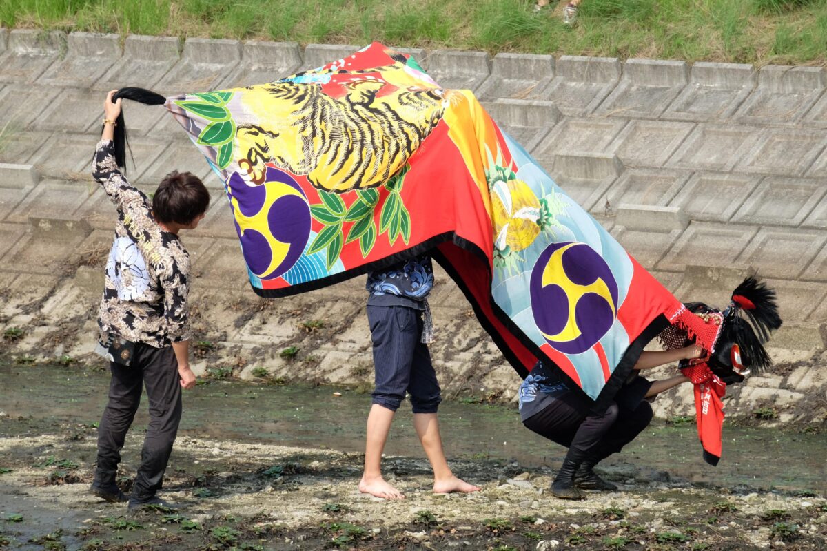 2016年 多度津町山階・藤波池 秋季例大祭 池まわり 上小原獅子組