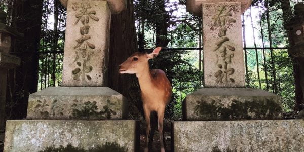 春日大社の鹿