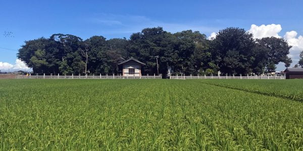 2019年 多度津町山階・春日神社 社叢