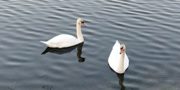 2019年 多度津町山階・藤波池 白鳥