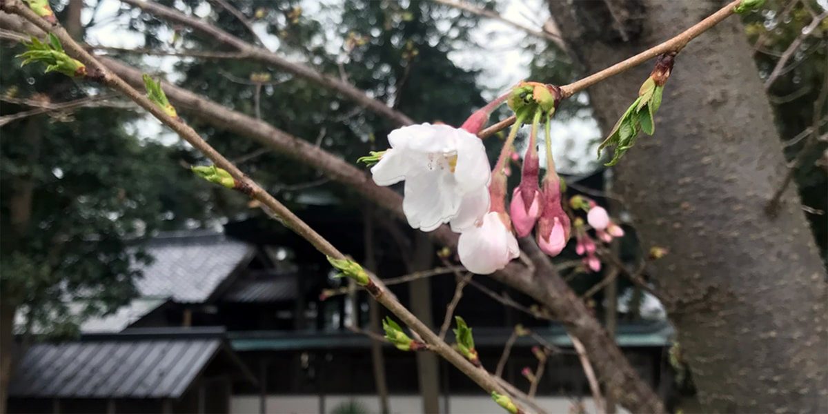 2020年 多度津町山階・春日神社 桜