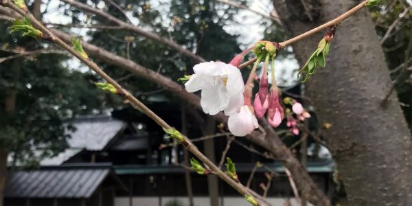 2020年 多度津町山階・春日神社 桜