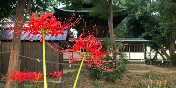 多度津町山階・春日神社 彼岸花
