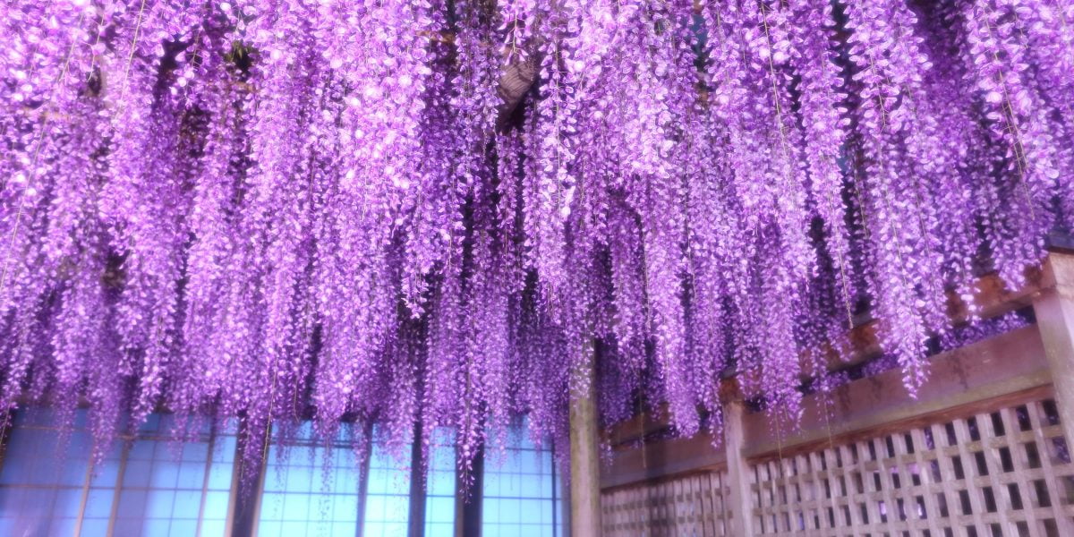 藤の花