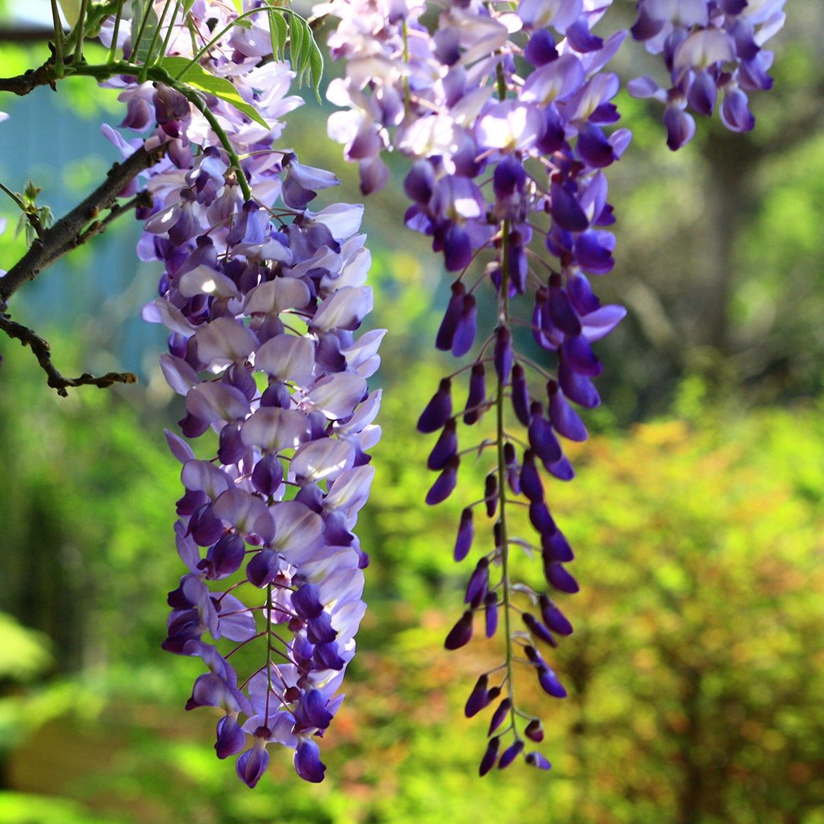 藤の花