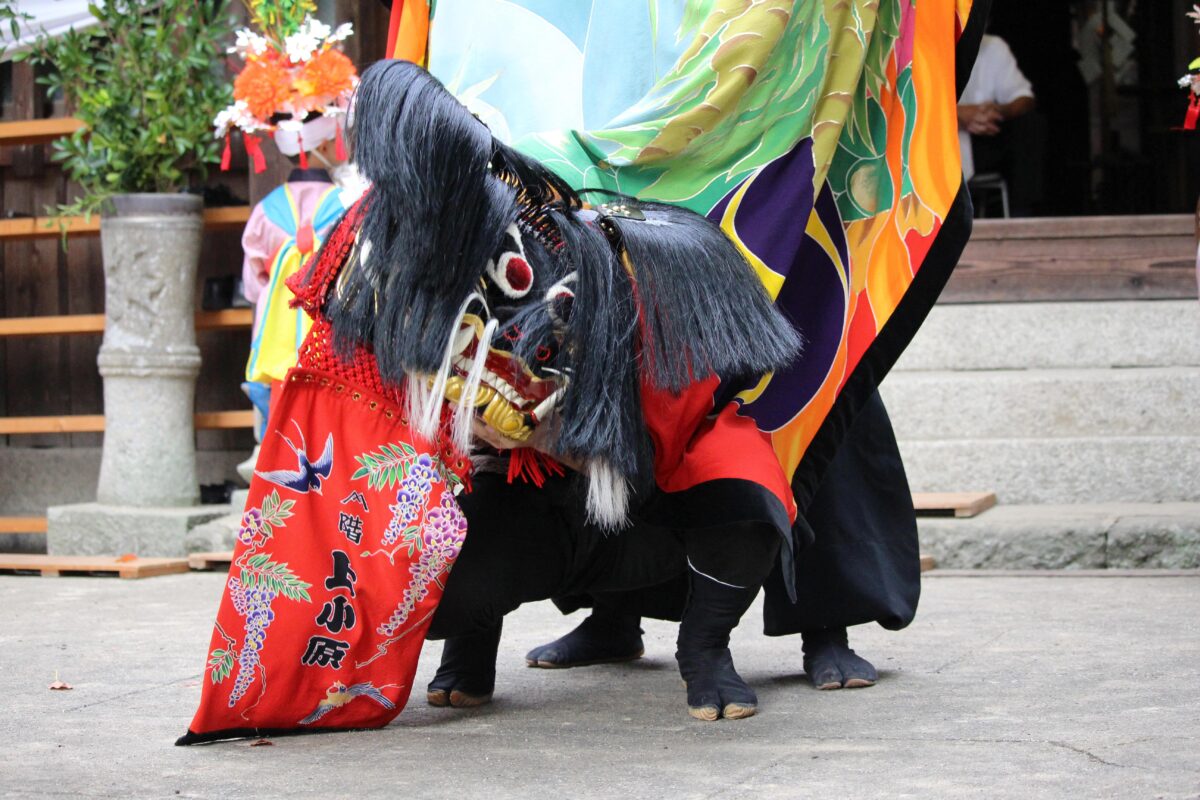 2024年 多度津町山階・春日神社 秋季例大祭 拝殿前 上小原獅子組