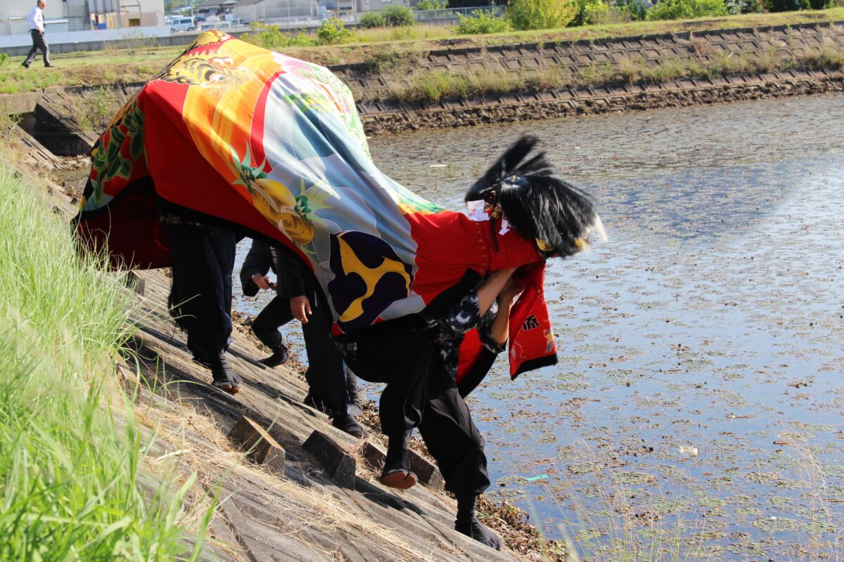 2024年 多度津町山階・藤波池 秋季例大祭 池まわり 上小原獅子組