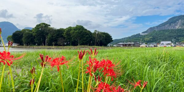 多度津町山階・春日神社 藤波池 彼岸花