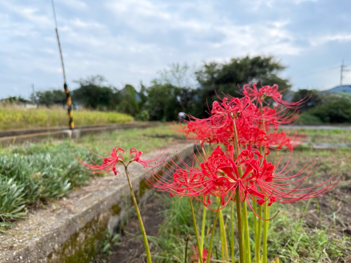 2025年 多度津町山階 秋祭り 村遣い 上小原獅子組