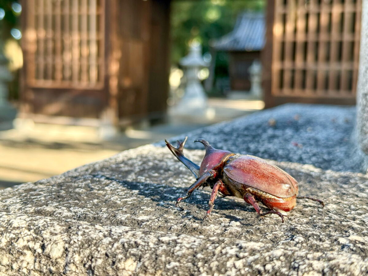 多度津町山階・春日神社 社叢 カブトムシ