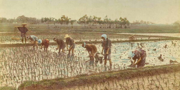 明治時代の田植え