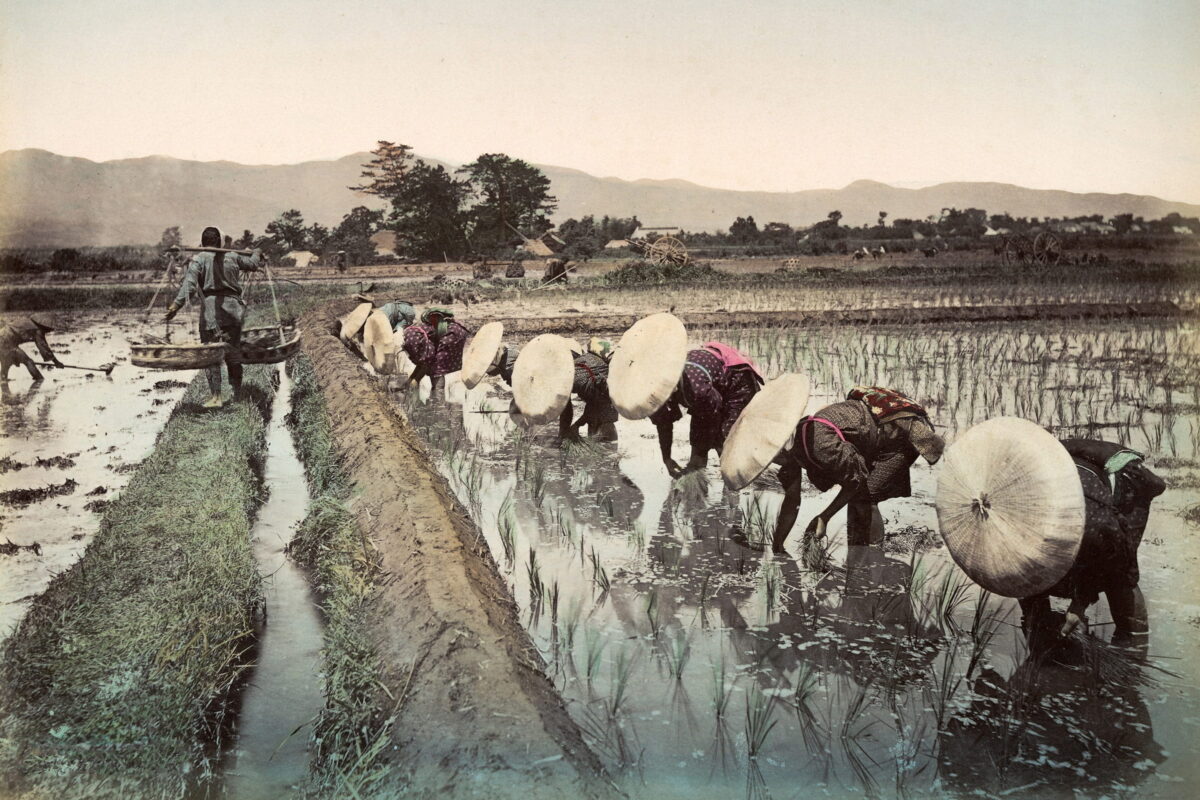 明治13年(1880)頃の田植え風景