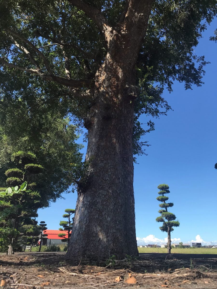 多度津町山階・春日神社 参道