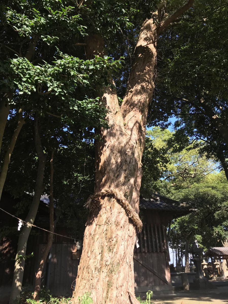 多度津町山階・春日神社 御神木