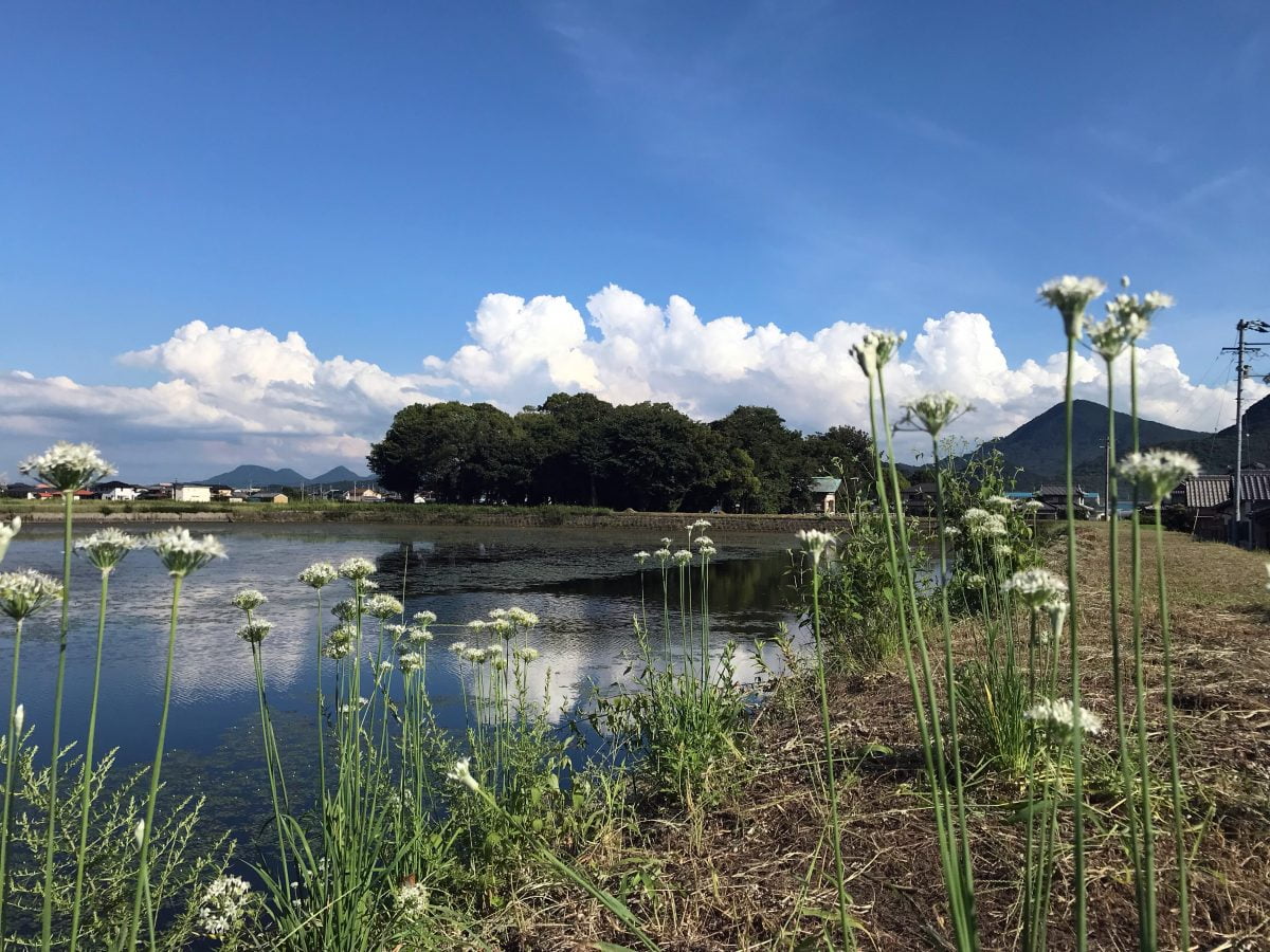 多度津町山階・春日神社 社叢 新池