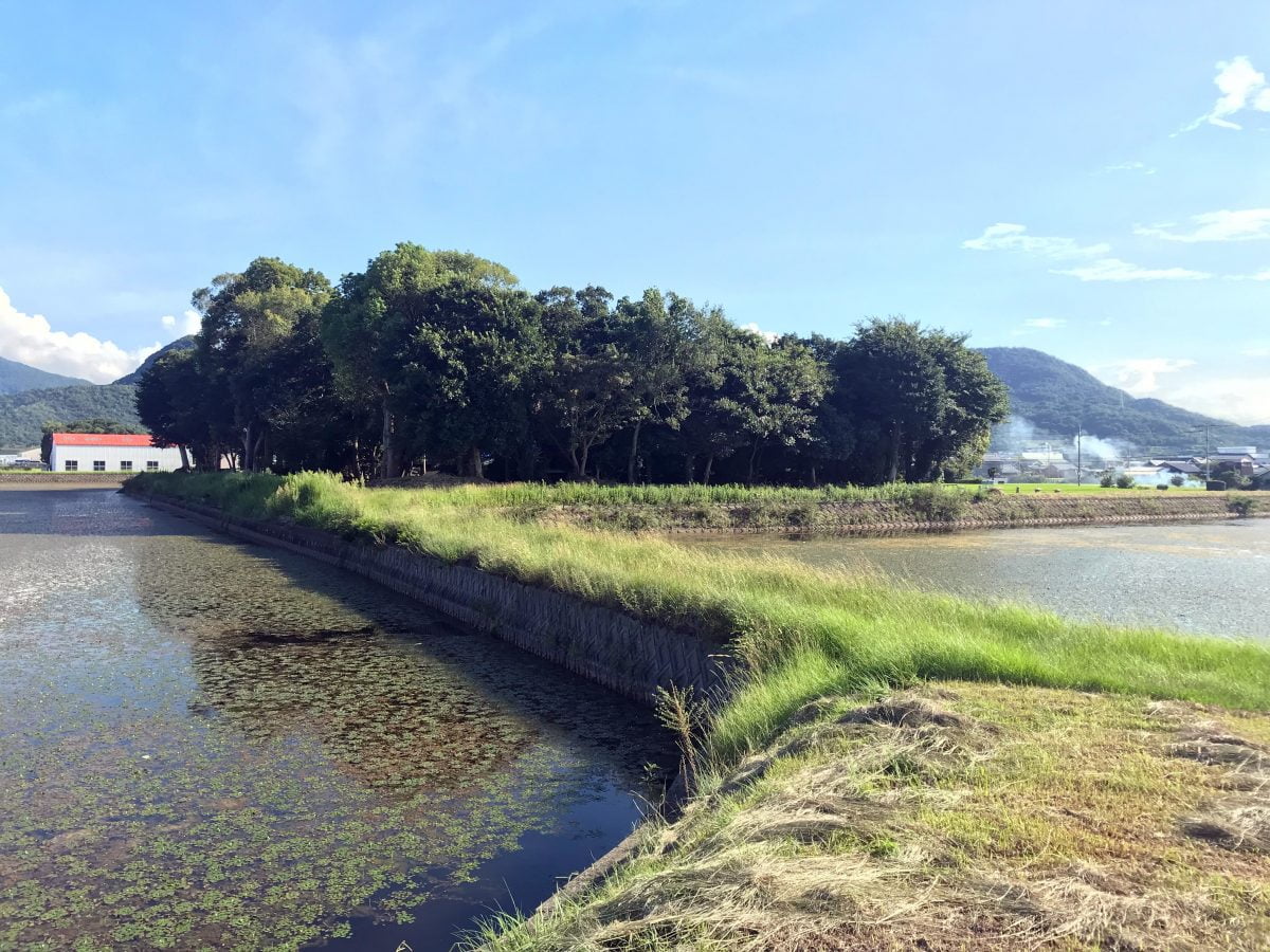 多度津町山階・春日神社 社叢 藤波池 新池