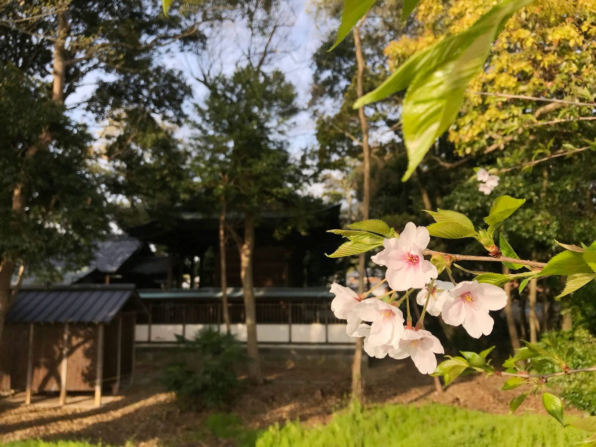 多度津町山階・春日神社 桜の木