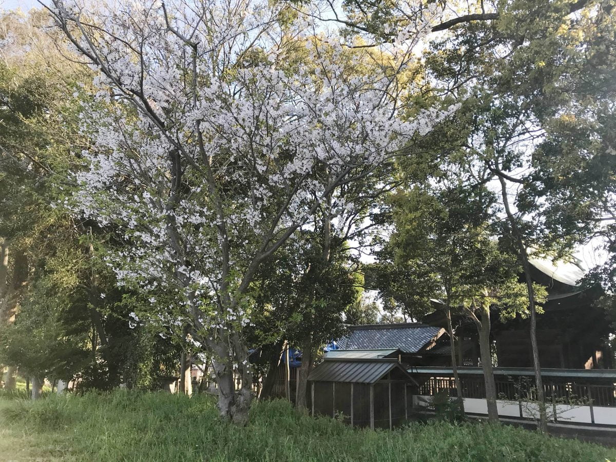 多度津町山階・春日神社 桜の木
