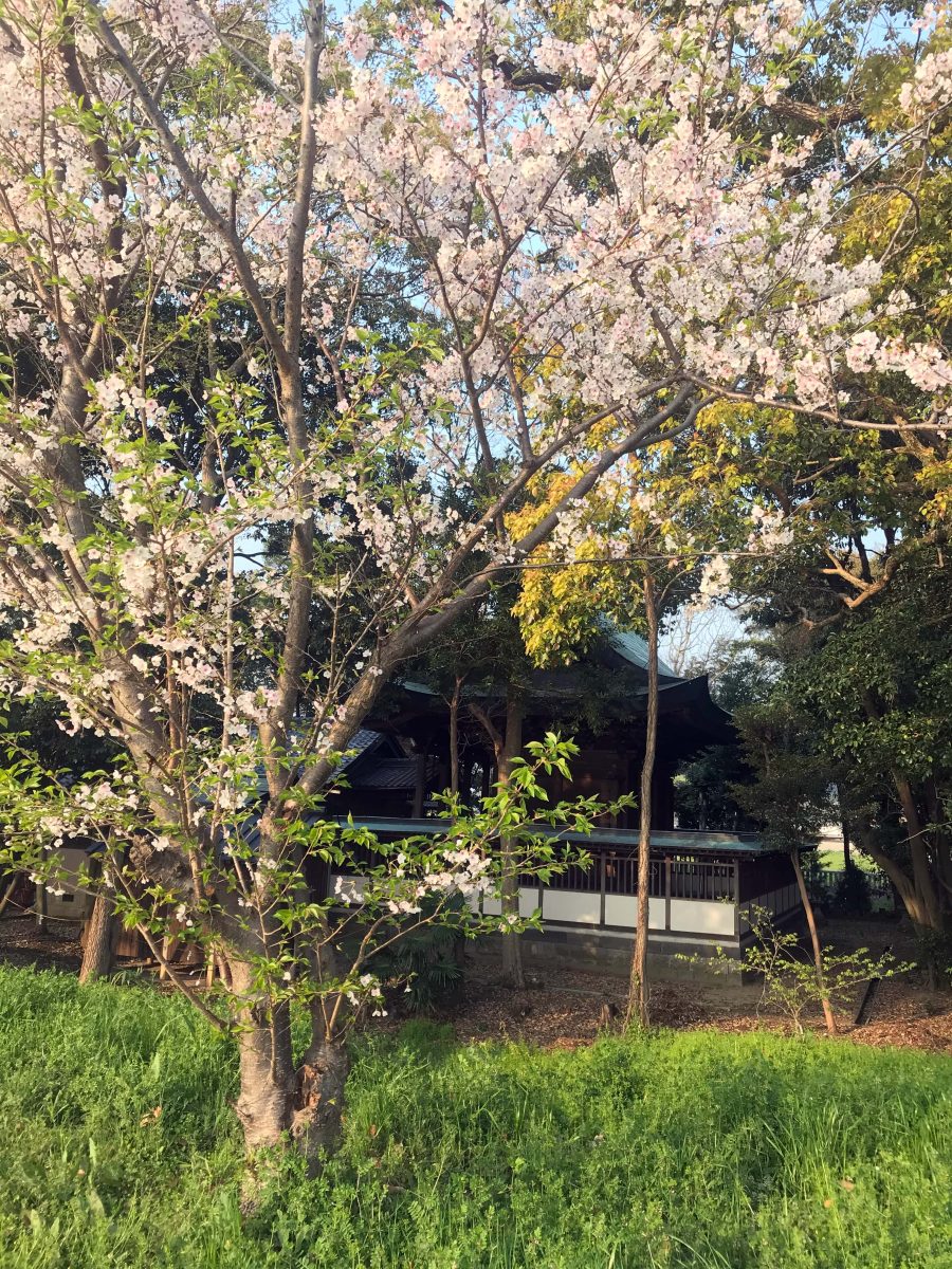 多度津町山階・春日神社 桜の木