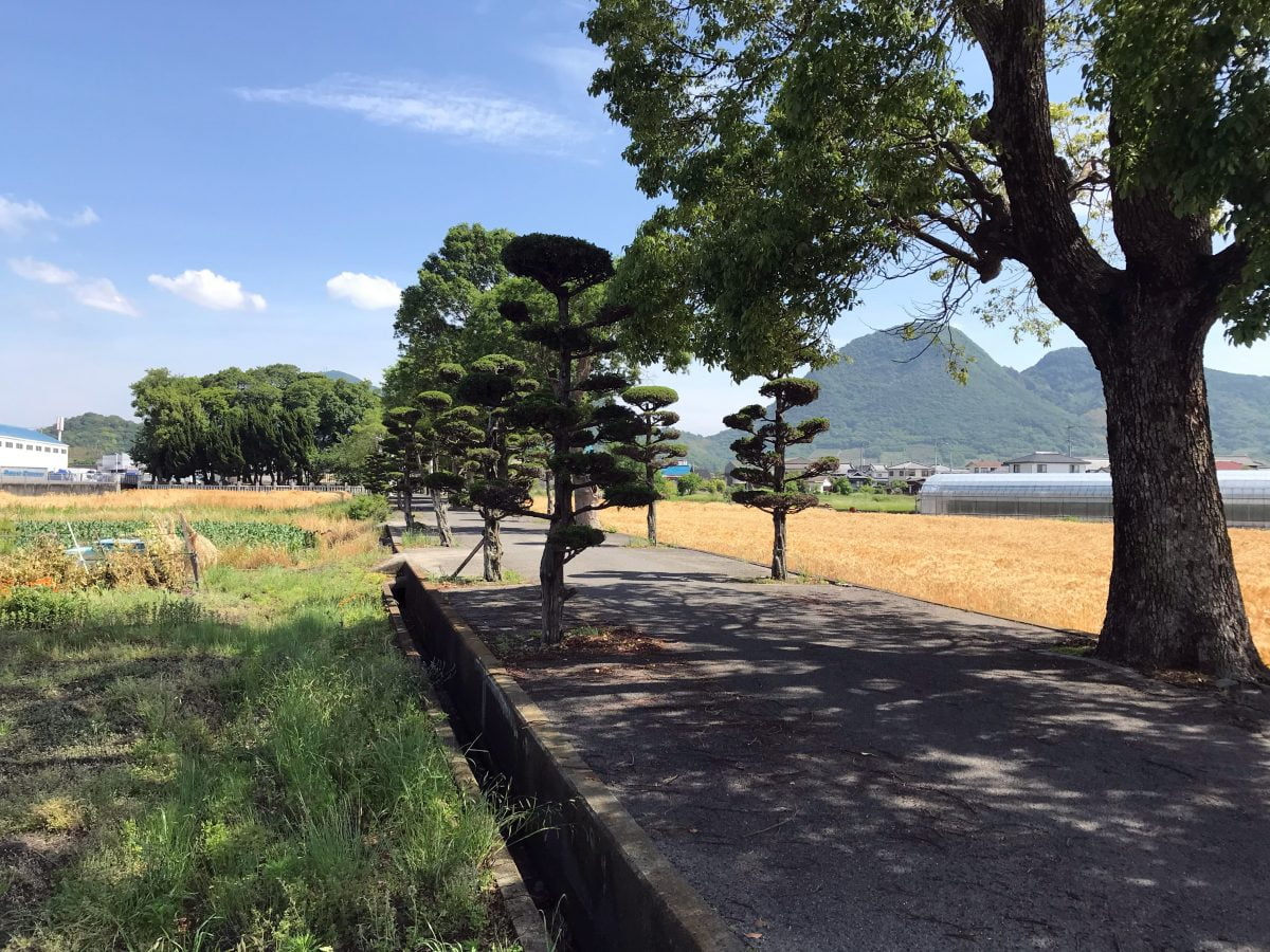 多度津町山階・春日神社 参道