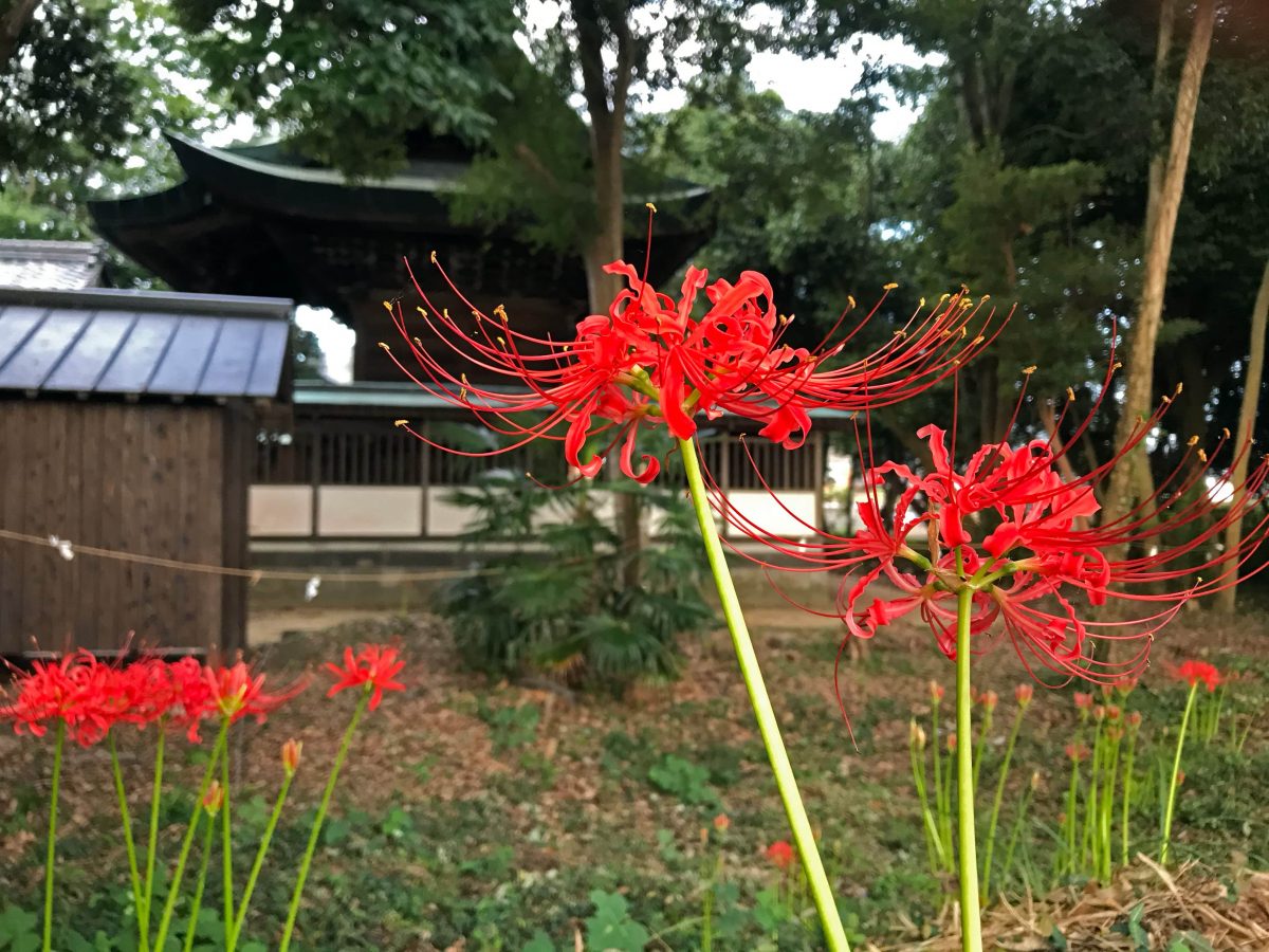多度津町山階・春日神社 彼岸花