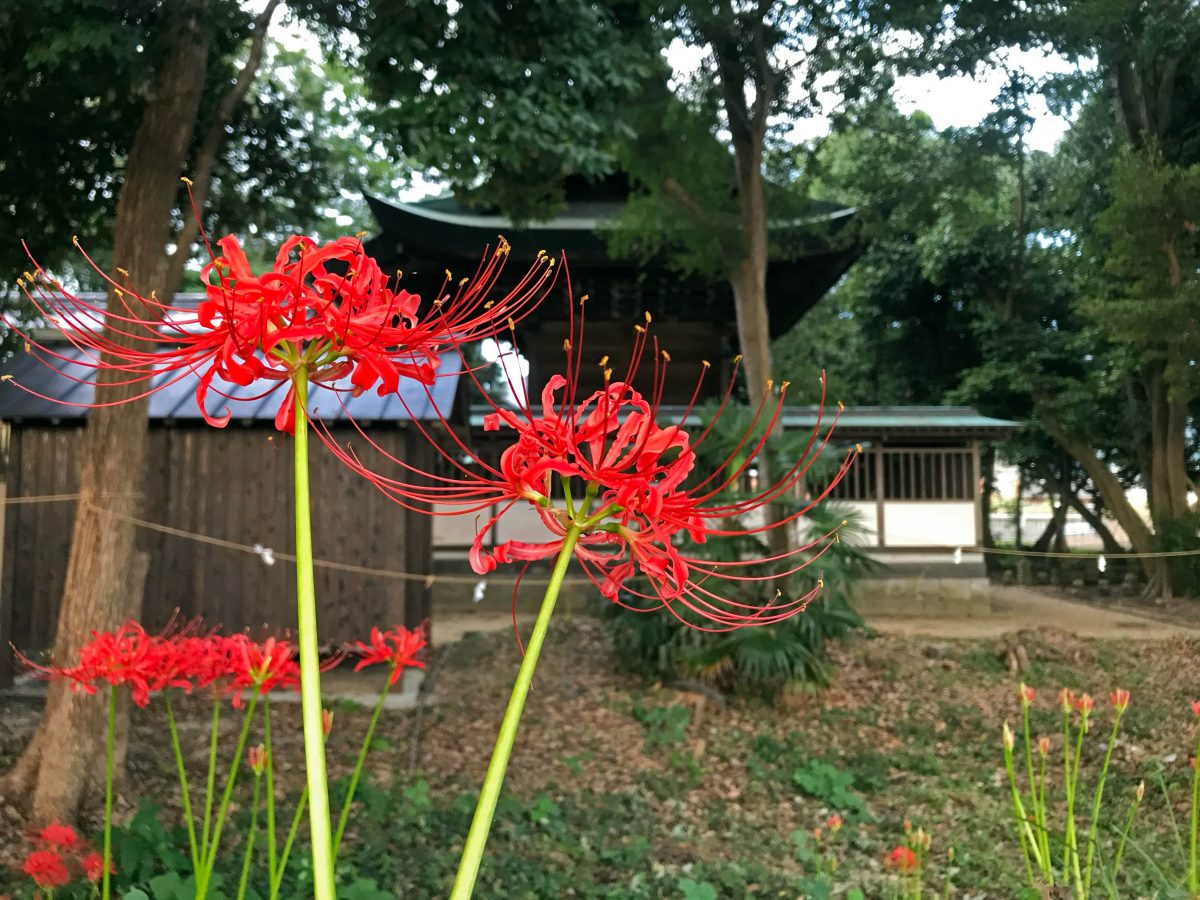 多度津町山階・春日神社 彼岸花