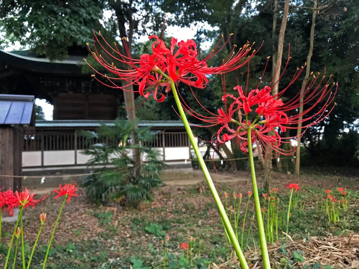 多度津町山階・春日神社 彼岸花