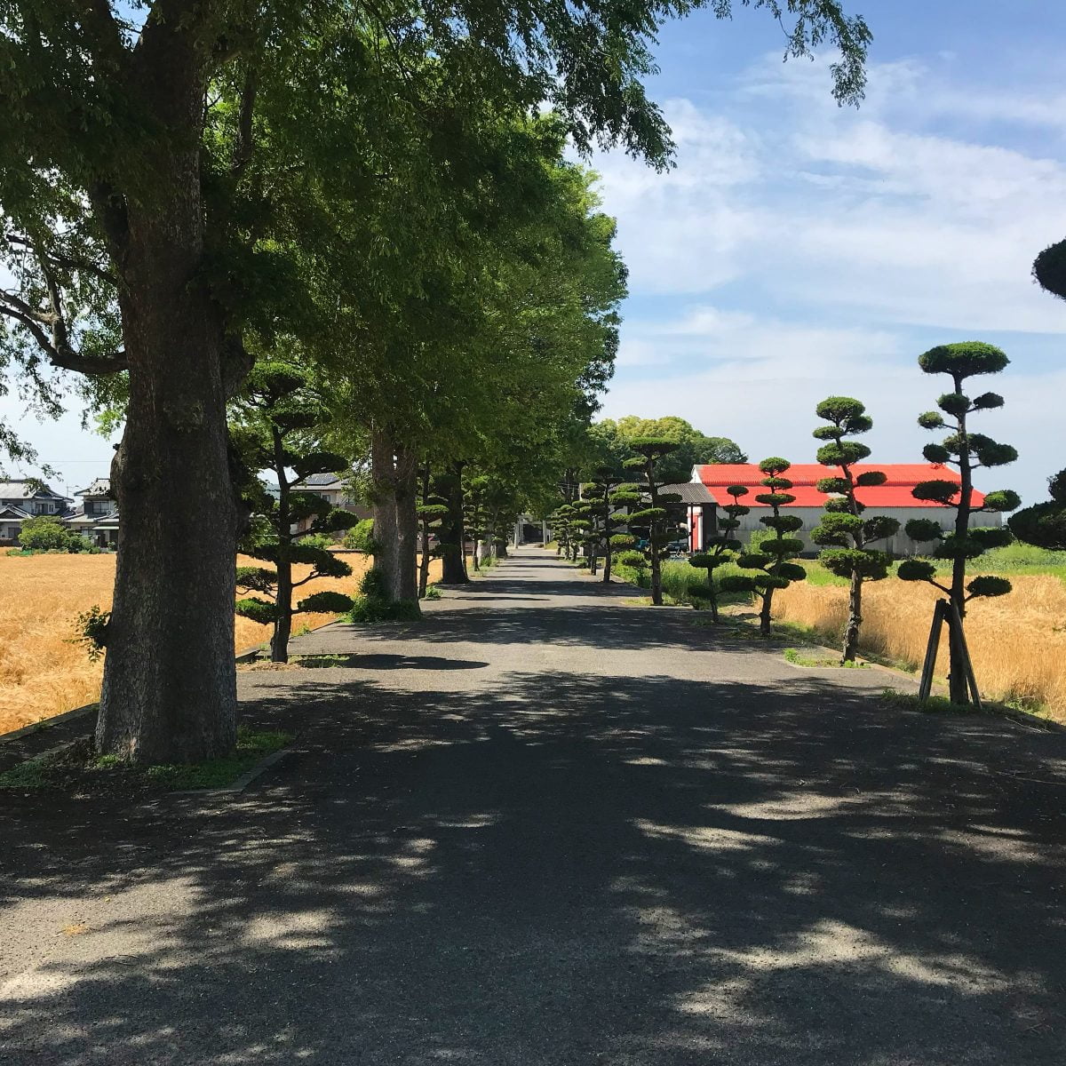 多度津町山階・春日神社 参道