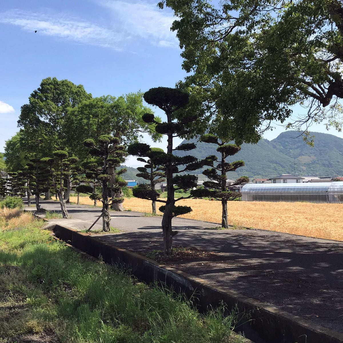 多度津町山階・春日神社 参道