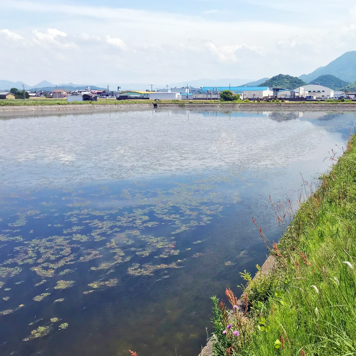 多度津町山階・藤波池