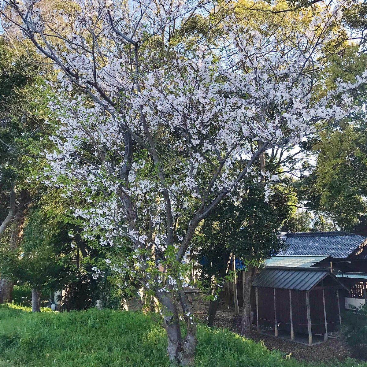 多度津町山階・春日神社 桜の木