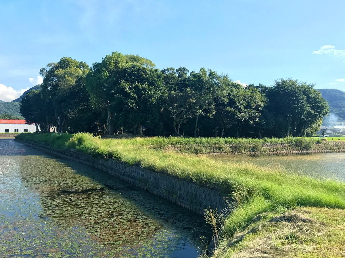 池に囲まれた社叢